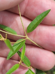 Croton michauxii elliptica