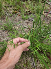 Croton michauxii elliptica