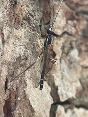 Poemeniinae