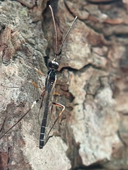 Poemeniinae