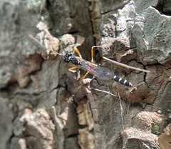 Poemeniinae