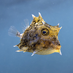 Smallspine Turretfish photo 5
