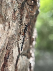 Poemeniinae
