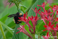 Bombus pensylvanicus