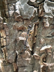 Poemeniinae