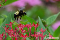 Bombus pensylvanicus
