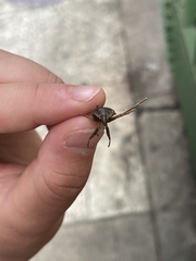 Belostoma