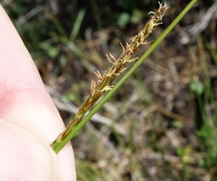 Carex borealipolaris