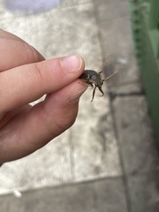 Belostoma