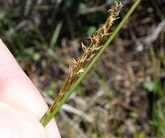 Carex borealipolaris