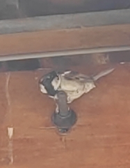 Passer domesticus