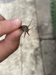 Belostoma