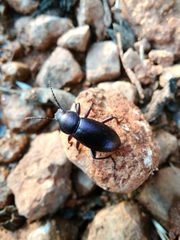 Helopini