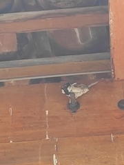 Passer domesticus