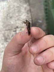 Belostoma