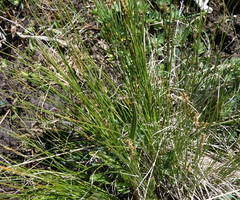 Carex borealipolaris