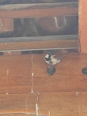 Passer domesticus