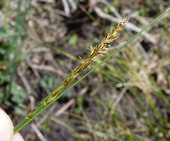 Carex borealipolaris