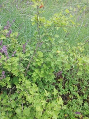 Crataegus ucrainica