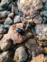Helopini