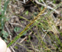 Carex borealipolaris