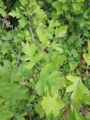 Crataegus ucrainica