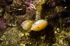 Terebratulina retusa