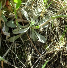 Antennaria rosea