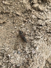 Staphylinus caesareus