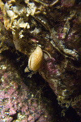 Terebratulina retusa