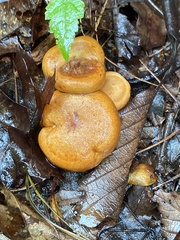 Lactarius peckii