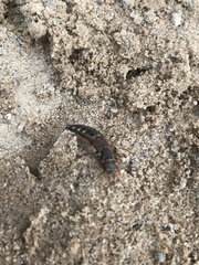 Staphylinus caesareus