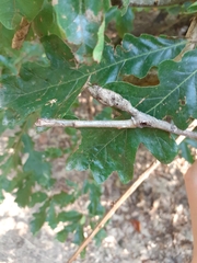 Pseudoneuroterus macropterus