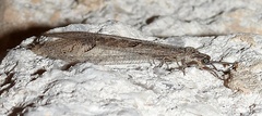 Euptilon ornatum