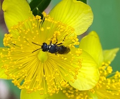 Hylaeus leptocephalus