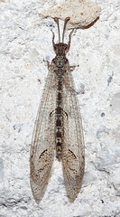 Euptilon ornatum