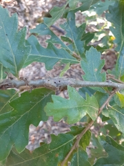 Pseudoneuroterus macropterus