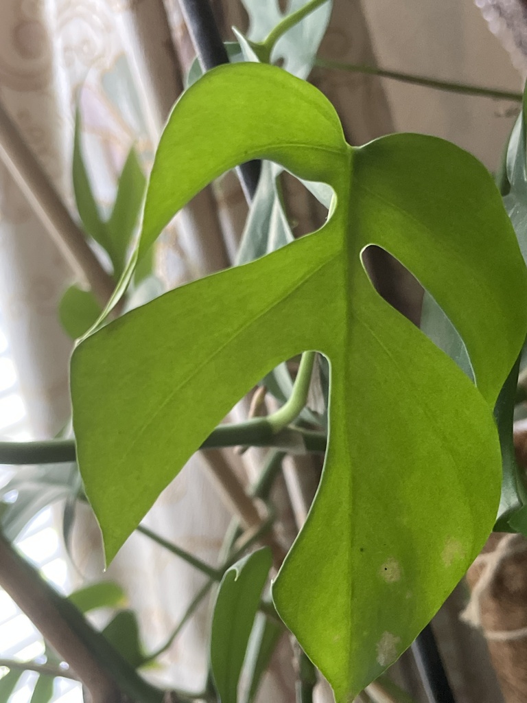 Рафідофора — Rhaphidophora tetrasperma