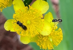 Hylaeus leptocephalus
