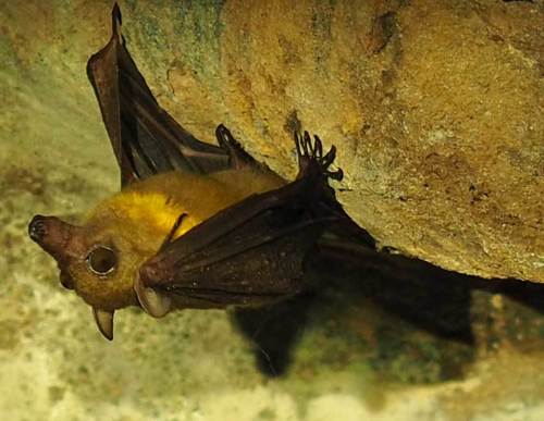 Woermann's fruit bat