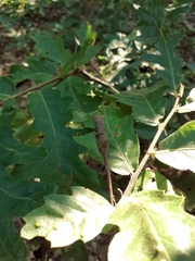 Pseudoneuroterus macropterus