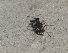 Cicindela maritima