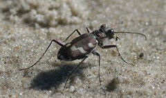 Cicindela maritima