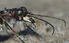 Cicindela maritima