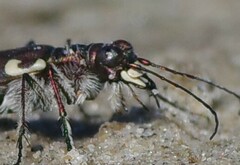 Cicindela maritima