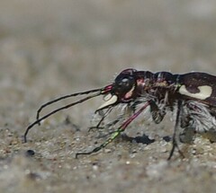 Cicindela maritima