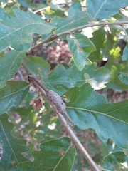 Pseudoneuroterus macropterus