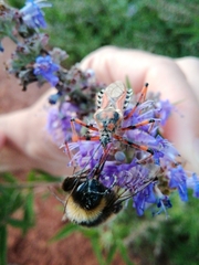 Rhynocoris punctiventris