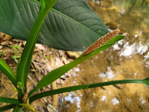 Dieffenbachia seguine