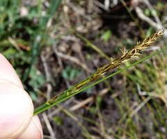 Carex borealipolaris
